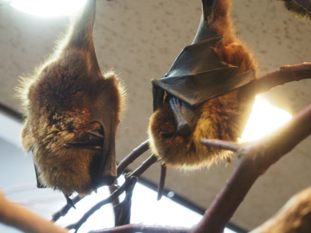 上野動物園_コウモリ