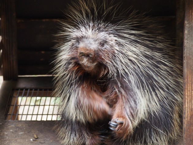 上野動物園_ヤマアラシ