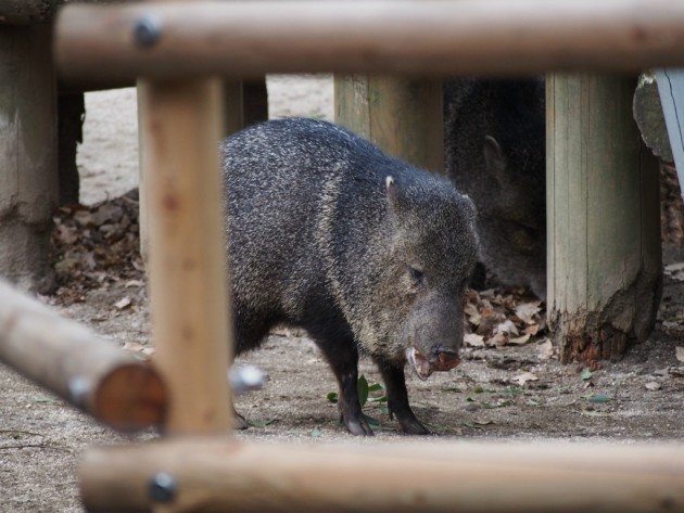 上野動物園_イノシシ