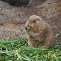真冬の寒い中上野動物園でパンダを見てきた【後編】