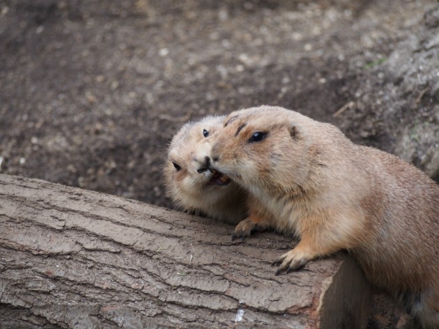 上野動物園_プレーリードッグ2