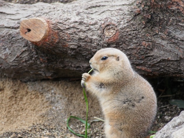 上野動物園_プレーリードッグ3