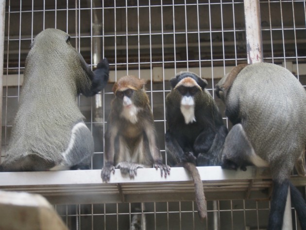 上野動物園_よく分からん猿