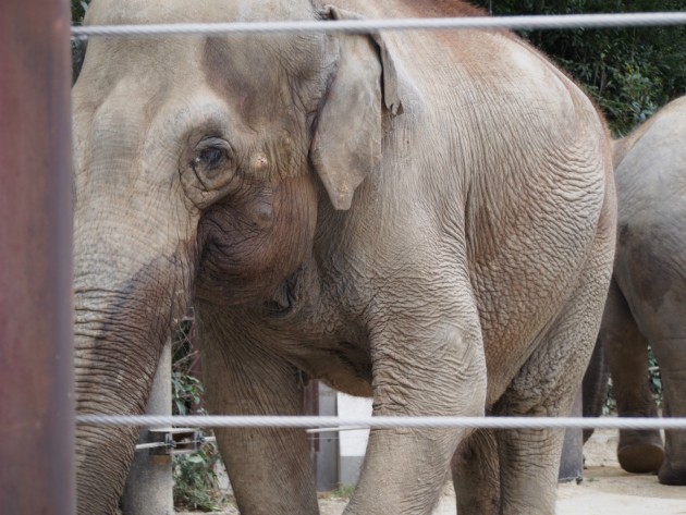 上野動物園_ゾウ