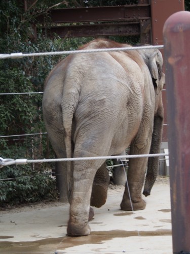 上野動物園_ゾウ後ろ姿