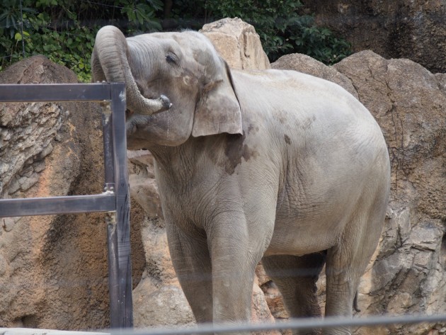 上野動物園_ゾウの鼻