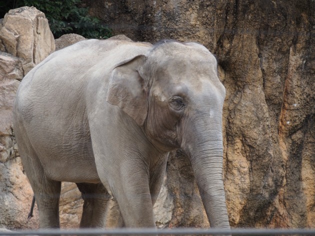 上野動物園_ゾウ2