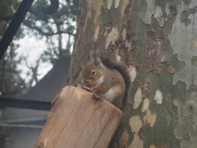 上野動物園_リス2