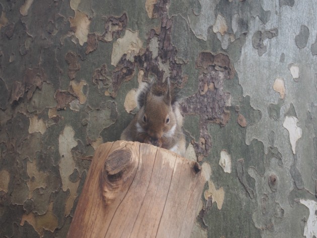上野動物園_リス正面