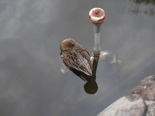 上野動物園_池にいた鴨
