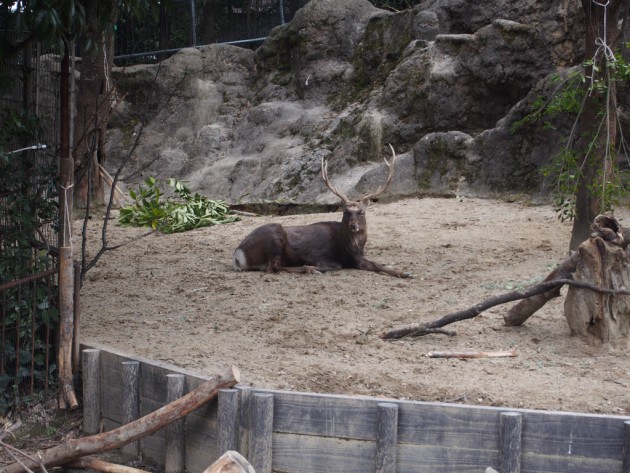 上野動物園_シカ