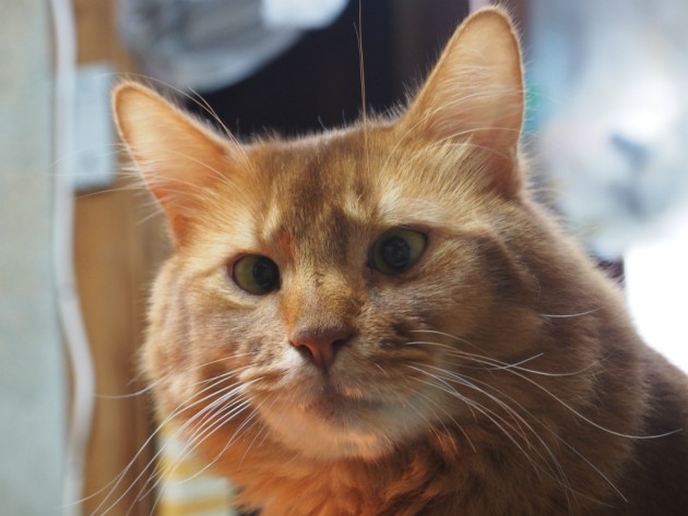 アホっぽい顔のピノ３