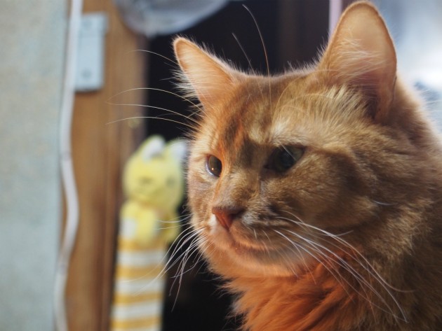 アホっぽい顔のピノ２