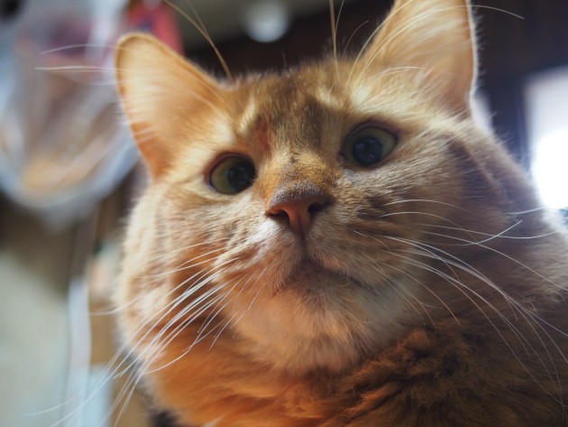 アホっぽい顔のピノ