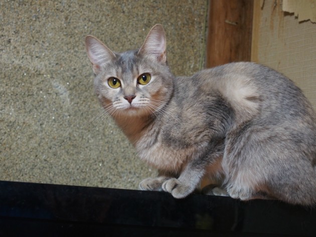 テレビにのる花子