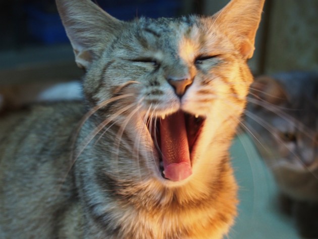 天ちゃんあくび