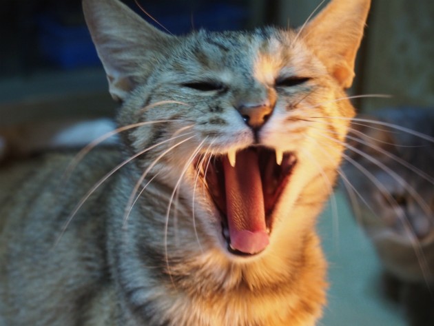 天ちゃんあくび２