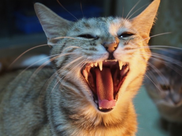 天ちゃんあくび３