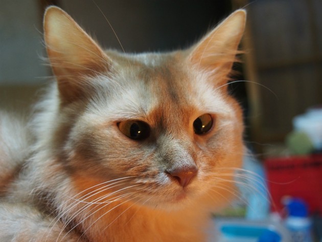 芦田愛菜に似てる雪