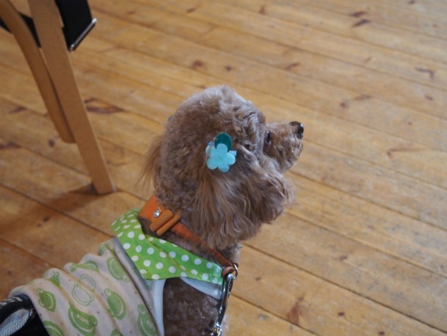 リンク＆リリー_見上げるマオ