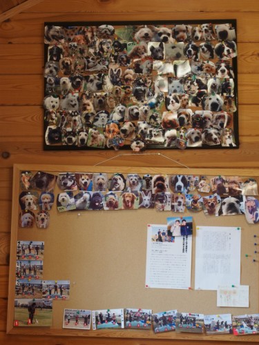 リンク&リリー_壁の写真