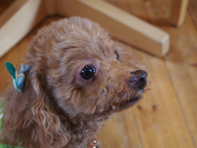 リンク&リリー_マオ