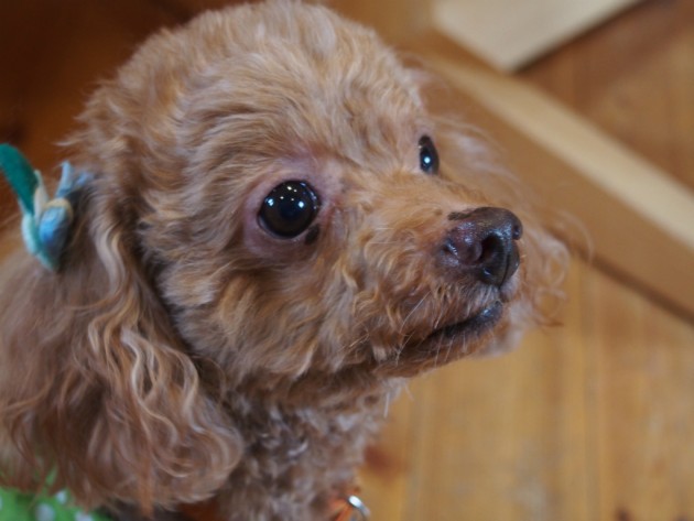 リンク&リリー_見上げるマオ