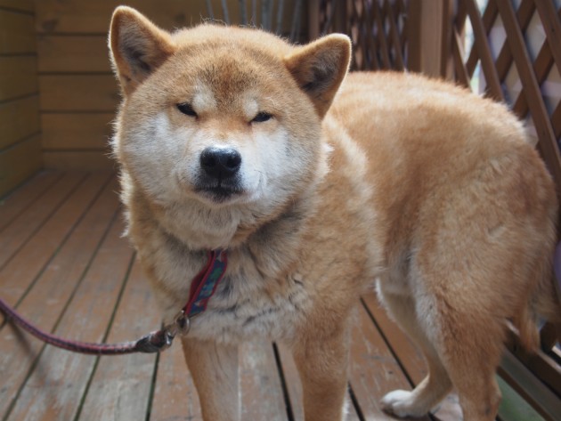 リンク&リリー_お店の犬2
