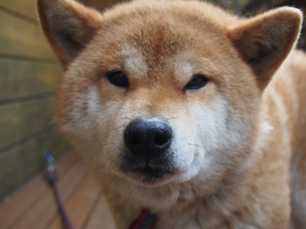 リンク&リリー_お店の犬