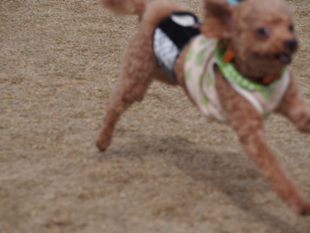 リンク&リリー_フライングマオ