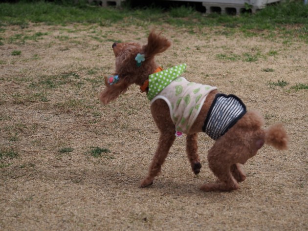 リンク&リリー_ブルブルするマオ