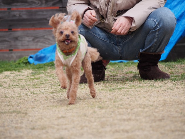 リンク&リリー_マオ