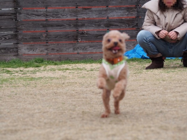 リンク＆リリー_二足歩行に見えるマオ