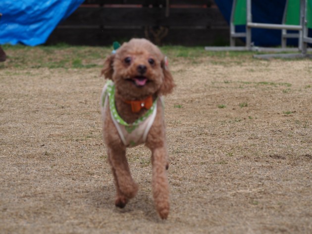 リンク&リリー_走るマオ