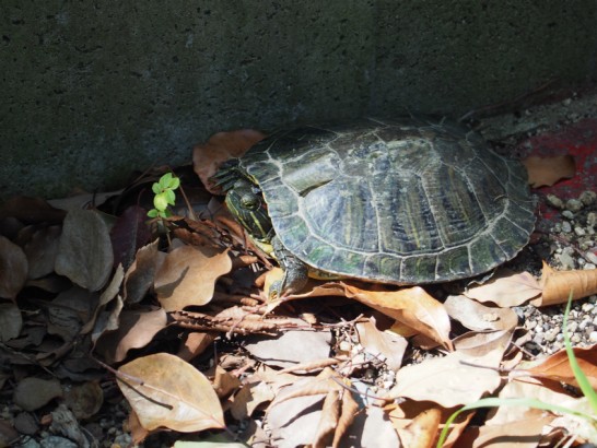 方違神社で見かけた亀
