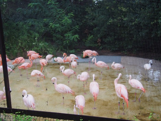 天王寺動物園のフラミンゴ
