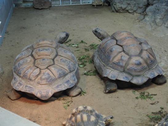 天王寺動物園のカメ2