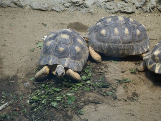 天王寺動物園のカメ
