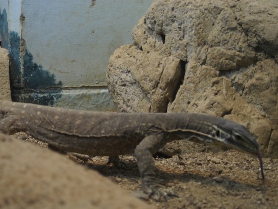 天王寺動物園のトカゲ2