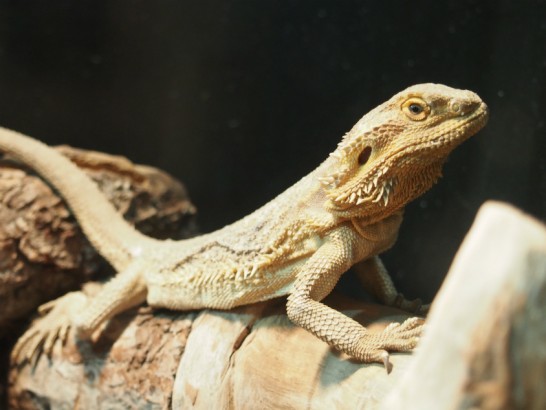 天王寺動物園のトカゲ