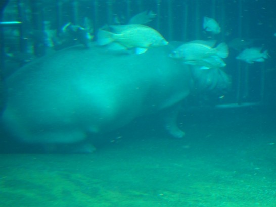 天王寺動物園の水中カバ