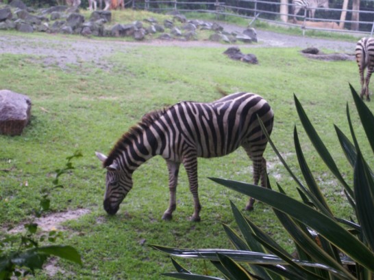 天王寺動物園のシマウマ