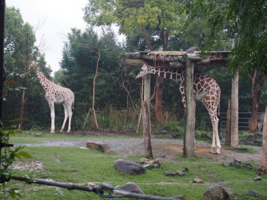 天王寺動物園のキリン