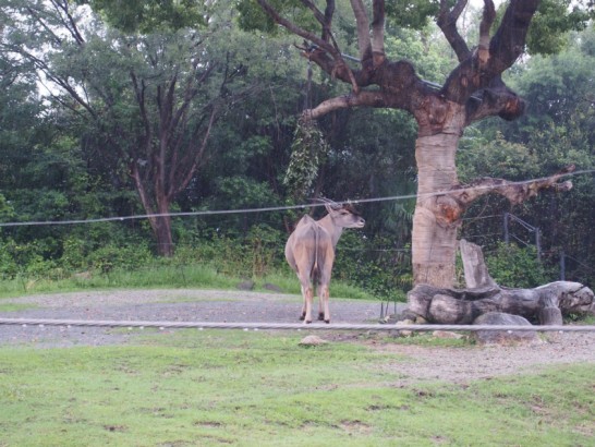 天王寺動物園のエランド