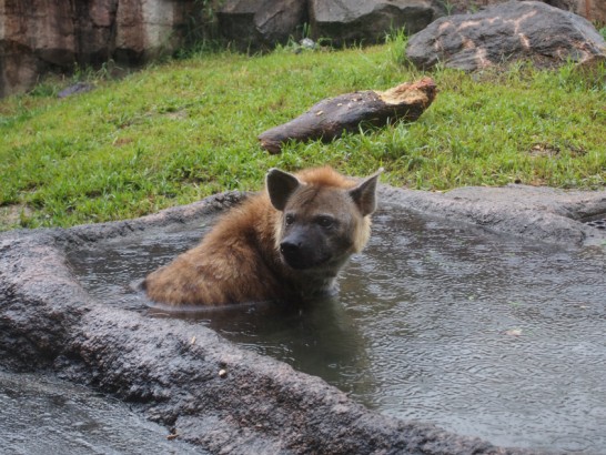 天王寺動物園のハイエナ5