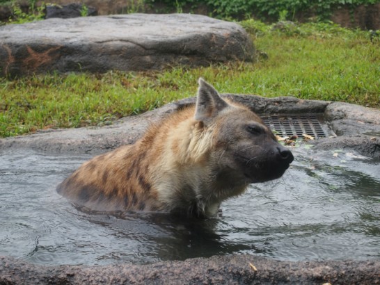 天王寺動物園のハイエナ4