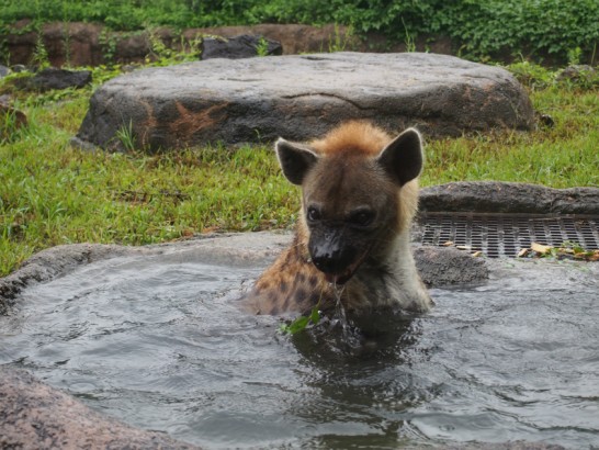 天王寺動物園のハイエナ3