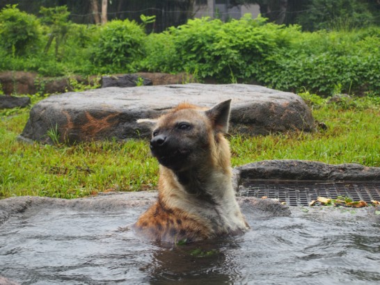 天王寺動物園のハイエナ2