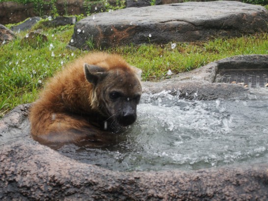 天王寺動物園のハイエナ