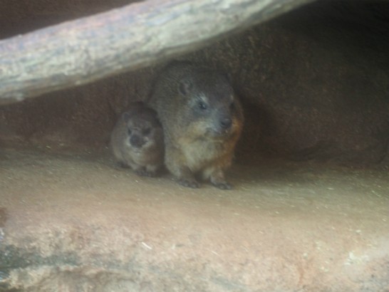 天王寺動物園のウォンバット見たいな親子